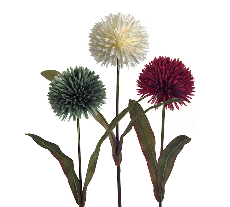 Λουλούδι Αλιουμ, σε 3 χρώματα