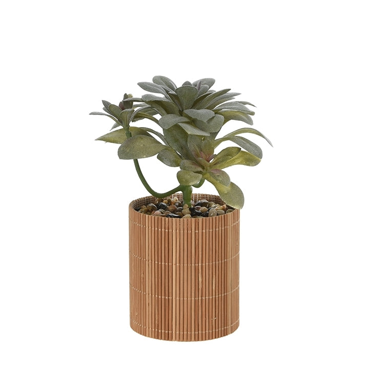 Παχύφυτο σε γλαστράκι bamboo