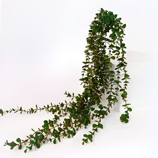 Φυτό κλαδί κρεμαστός ευκάλυπτος