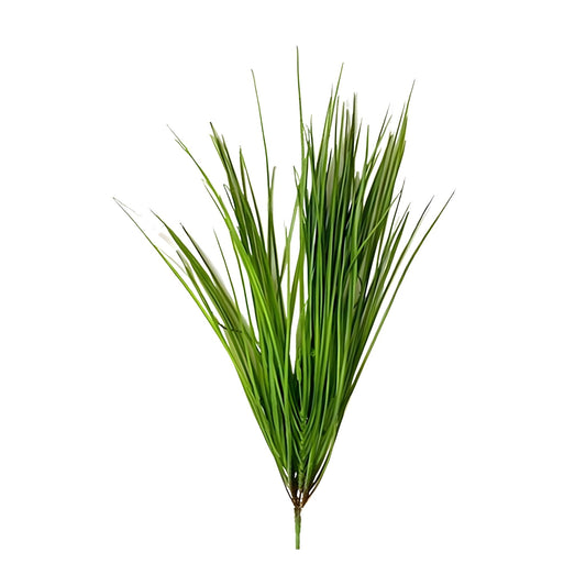 Φυτό Monkey Grass