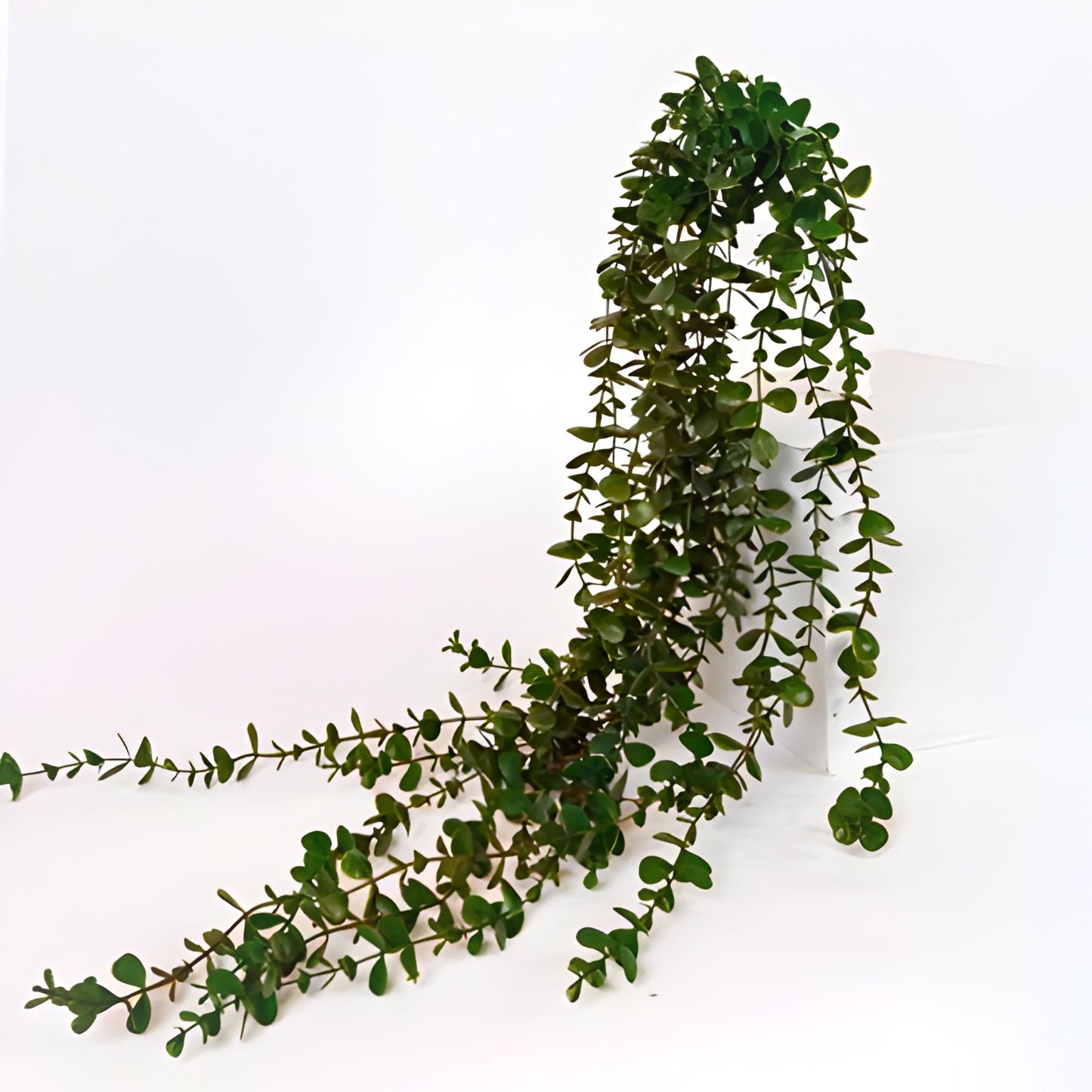 Φυτό κλαδί κρεμαστός ευκάλυπτος